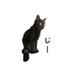 黒猫のにゃにゃ（個別スタンプ：5）