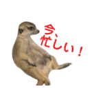 リアたん〜日常編〜（個別スタンプ：7）