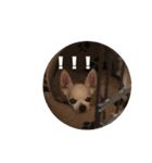 立狼（個別スタンプ：4）