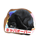 鳥、猫、犬、人間（個別スタンプ：2）