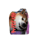 鳥、猫、犬、人間（個別スタンプ：4）