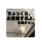 鳥、猫、犬、人間（個別スタンプ：5）