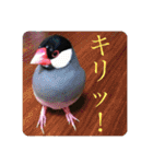 鳥、猫、犬、人間（個別スタンプ：6）