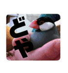 鳥、猫、犬、人間（個別スタンプ：7）
