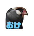 鳥、猫、犬、人間（個別スタンプ：8）
