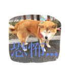 鳥、猫、犬、人間（個別スタンプ：9）