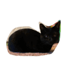 鳥、猫、犬、人間（個別スタンプ：10）