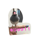 鳥、猫、犬、人間（個別スタンプ：11）