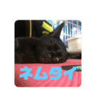 鳥、猫、犬、人間（個別スタンプ：14）