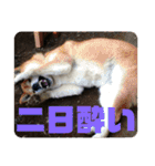 鳥、猫、犬、人間（個別スタンプ：18）