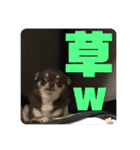鳥、猫、犬、人間（個別スタンプ：19）