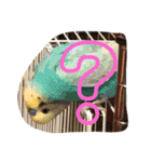 鳥、猫、犬、人間（個別スタンプ：21）