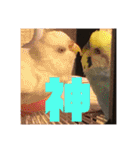 鳥、猫、犬、人間（個別スタンプ：23）