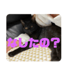 鳥、猫、犬、人間（個別スタンプ：27）