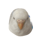 鳥、猫、犬、人間（個別スタンプ：28）