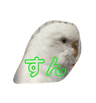 鳥、猫、犬、人間（個別スタンプ：29）