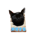 鳥、猫、犬、人間（個別スタンプ：30）