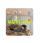 鳥、猫、犬、人間（個別スタンプ：31）