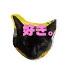 鳥、猫、犬、人間（個別スタンプ：33）