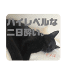 鳥、猫、犬、人間（個別スタンプ：34）