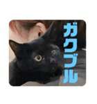 鳥、猫、犬、人間（個別スタンプ：38）