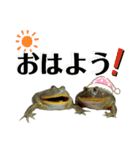バジェットガエル(マルメタピオカガエル)（個別スタンプ：1）