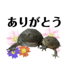 バジェットガエル(マルメタピオカガエル)（個別スタンプ：11）