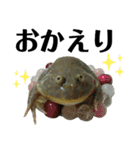 バジェットガエル(マルメタピオカガエル)（個別スタンプ：12）