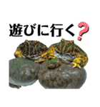 バジェットガエル(マルメタピオカガエル)（個別スタンプ：14）