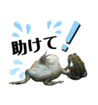バジェットガエル(マルメタピオカガエル)（個別スタンプ：18）
