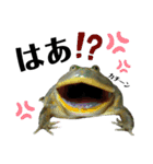 バジェットガエル(マルメタピオカガエル)（個別スタンプ：26）
