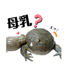 バジェットガエル(マルメタピオカガエル)（個別スタンプ：30）
