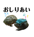 バジェットガエル(マルメタピオカガエル)（個別スタンプ：32）