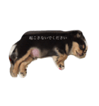 らくたろうだわん（ブラックタンチワワ）（個別スタンプ：1）