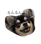 らくたろうだわん（ブラックタンチワワ）（個別スタンプ：6）