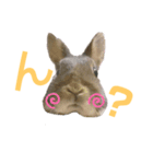 うちのツナ（個別スタンプ：1）