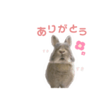 うちのツナ（個別スタンプ：8）