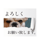 フレンチブルドッグ♡ボス（個別スタンプ：18）