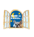 フレンチブルドッグ♡ボス（個別スタンプ：30）