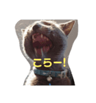 ねこスタンプ★ロシアンブルーKanoa（個別スタンプ：2）