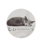 ねこスタンプ★ロシアンブルーKanoa（個別スタンプ：4）