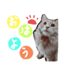 我が家のティムくん（個別スタンプ：1）