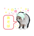 我が家のティムくん（個別スタンプ：8）