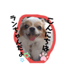 チワワのじゅりらん（個別スタンプ：1）