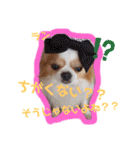 チワワのじゅりらん（個別スタンプ：4）