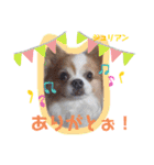 チワワのじゅりらん（個別スタンプ：21）