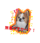 チワワのじゅりらん（個別スタンプ：23）