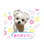 マルポメのちょこ（個別スタンプ：1）