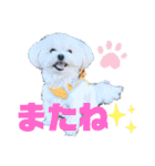 マルポメのちょこ（個別スタンプ：2）