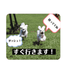 マルポメのちょこ（個別スタンプ：6）